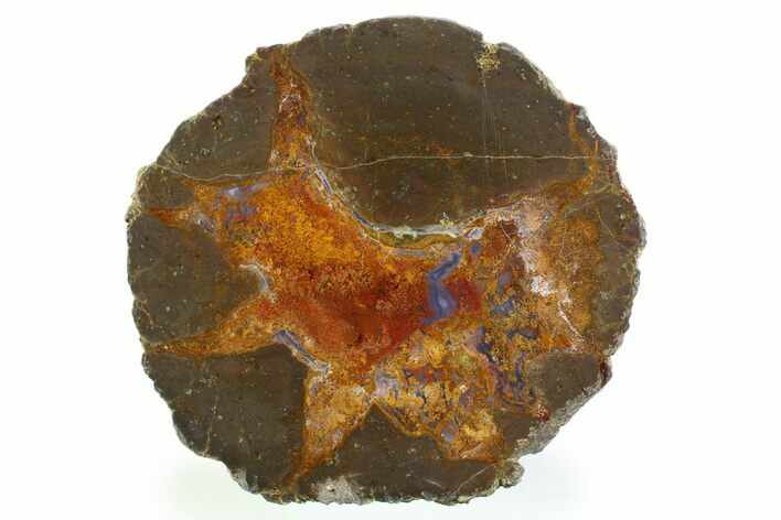 Colorful Polished Thunderegg Half - Nevada #337849